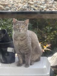 Found/Stray Unknown Cat last seen 18th st , Eugene, OR 97402