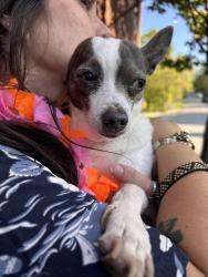 Found/Stray Male Dog last seen 6th st and central ave, Kansas City, KS 66101