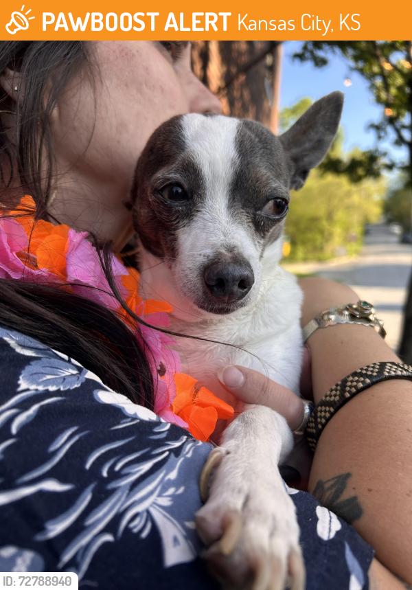 Found/Stray Male Dog last seen 6th st and central ave, Kansas City, KS 66101