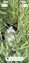 Found/Stray Unknown Cat last seen Lake , Caldwell, ID 83605