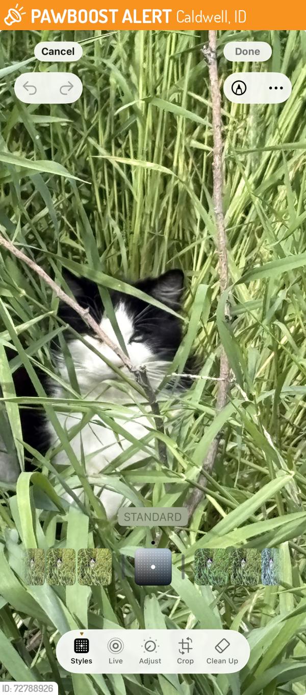 Found/Stray Unknown Cat last seen Lake , Caldwell, ID 83605