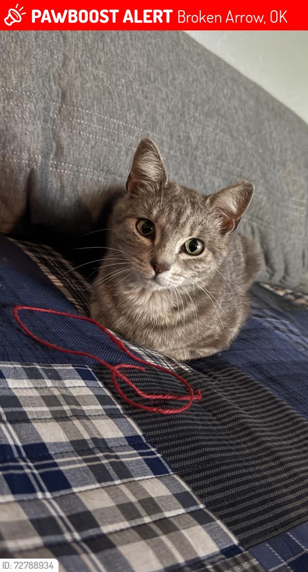 Lost Female Cat last seen E 91st St S and S 253rd E Ave, Broken Arrow, OK 74014