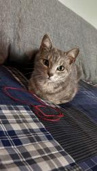 Lost Female Cat last seen E 91st St S and S 253rd E Ave, Broken Arrow, OK 74014