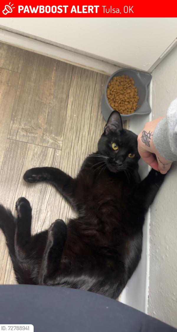 Lost Male Cat last seen E Apache street, n erie ave, Tulsa, OK 74115