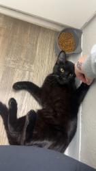 Lost Male Cat last seen E Apache street, n erie ave, Tulsa, OK 74115