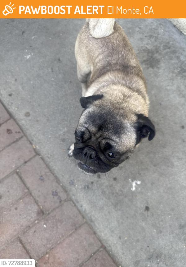 Found/Stray Male Dog last seen Near Durfee Ave El Monte , El Monte, CA 91732