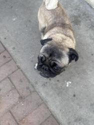 Found/Stray Male Dog last seen Near Durfee Ave El Monte , El Monte, CA 91732