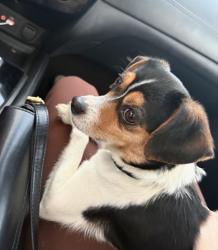 Shelter Stray Unknown Dog last seen Indianapolis, IN 46221, Fishers, IN 46038
