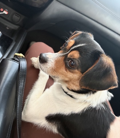 Shelter Stray Unknown Dog last seen Indianapolis, IN 46221, Fishers, IN 46038