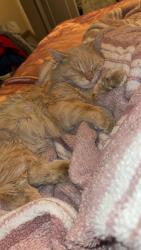 Lost Male Cat last seen New York and Hendricks pl , Indianapolis, IN 46201