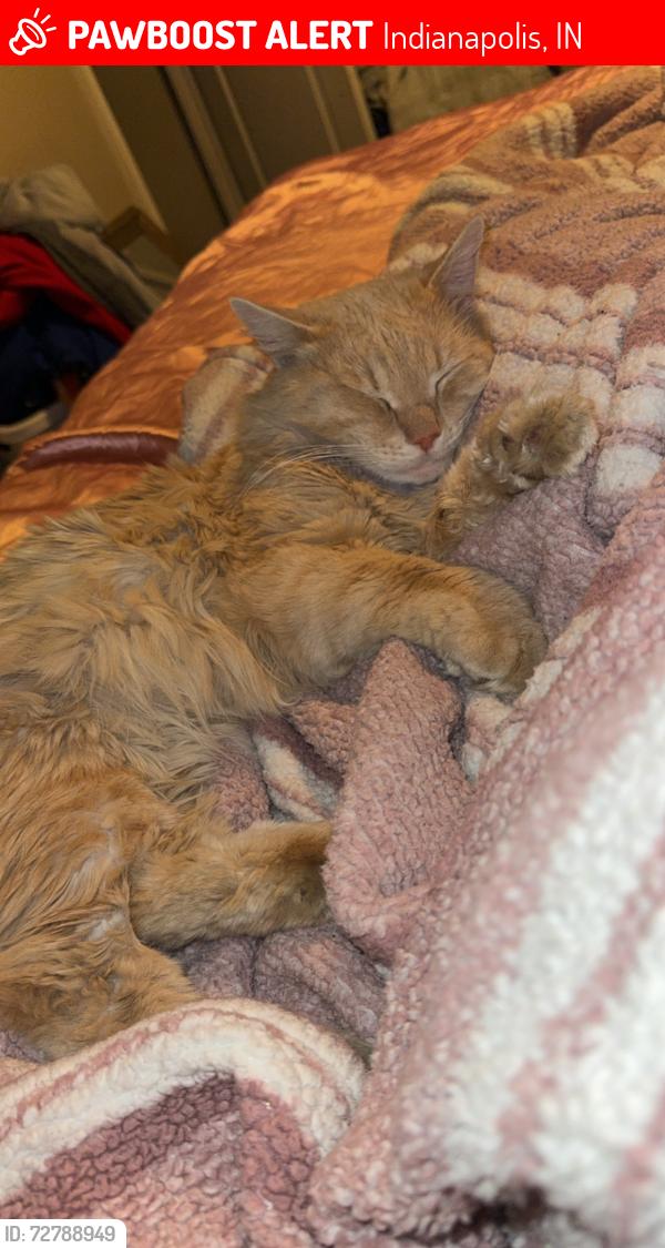 Lost Male Cat last seen New York and Hendricks pl , Indianapolis, IN 46201