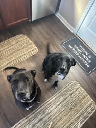 Lost Female Dog last seen Lavergne land and Holland ridge drive , La Vergne, TN 37086