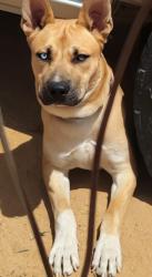 Found/Stray Male Dog last seen Standing Rock and Laguna Seca Apple Valley CA , San Bernardino County, CA 92307