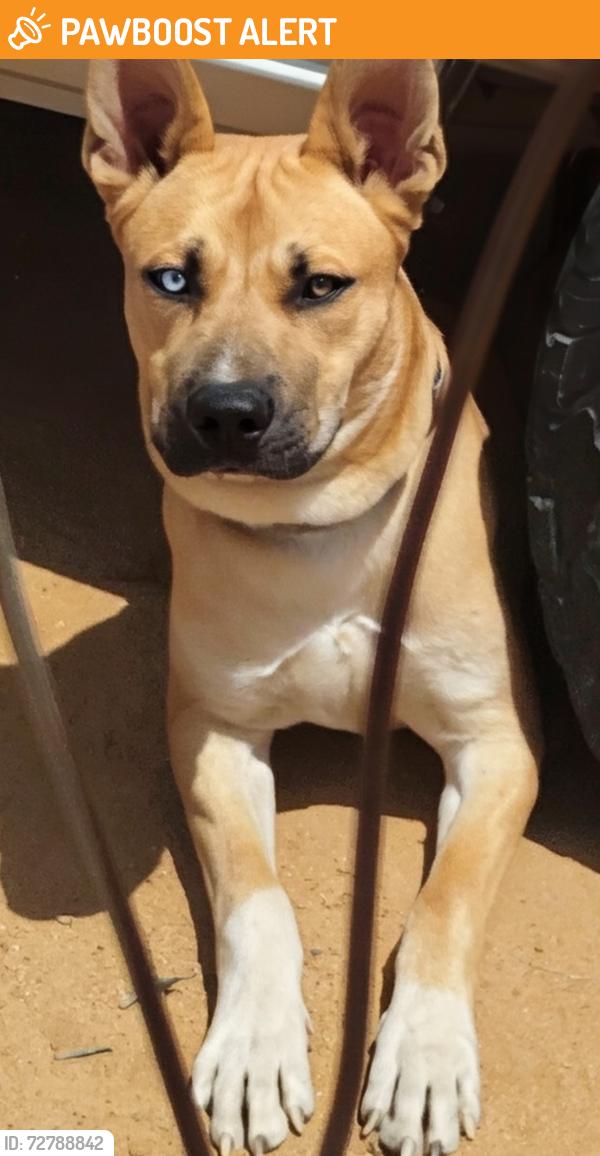 Found/Stray Male Dog last seen Standing Rock and Laguna Seca Apple Valley CA , San Bernardino County, CA 92307