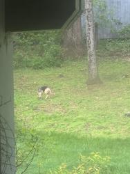 Found/Stray Unknown Dog last seen Near Greencastle road, Burtonsville, MD 20866