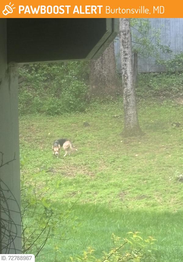 Found/Stray Unknown Dog last seen Near Greencastle road, Burtonsville, MD 20866