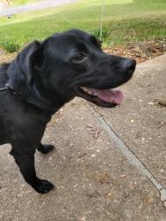 Found/Stray Female Dog last seen Plantation Forest, Spotsylvania Courthouse, VA 22553
