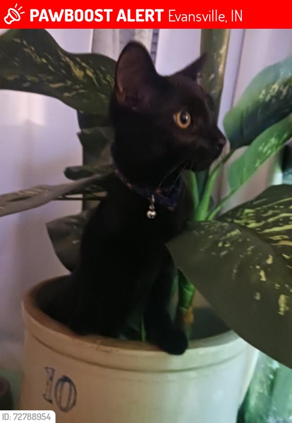 Lost Male Cat last seen Dexter elemtary school, Evansville, IN 47714