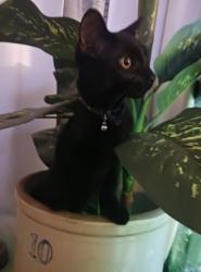 Lost Male Cat last seen Dexter elemtary school, Evansville, IN 47714