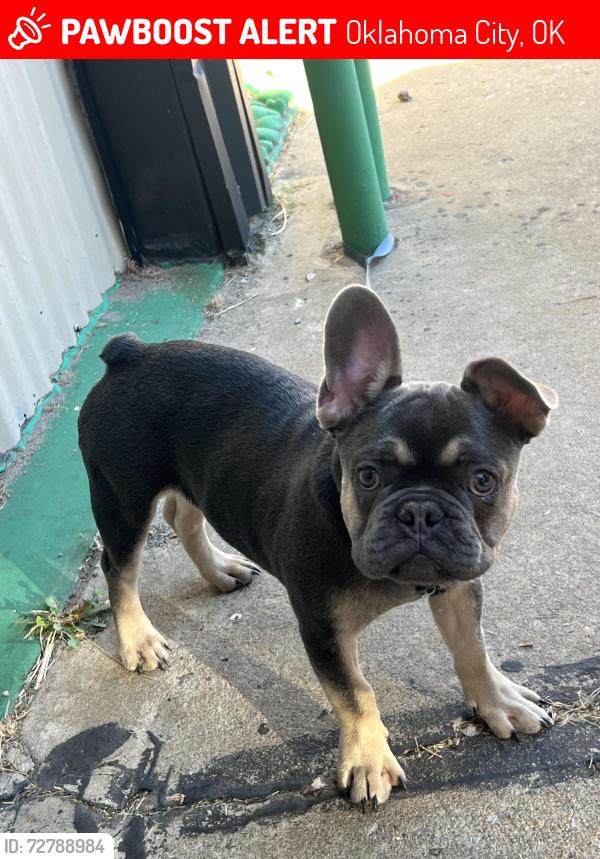 Lost Male Dog last seen Sw 93rd street , Oklahoma City, OK 73159