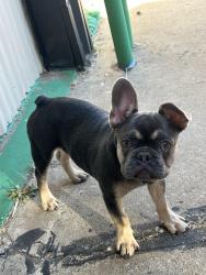 Lost Male Dog last seen Sw 93rd street , Oklahoma City, OK 73159