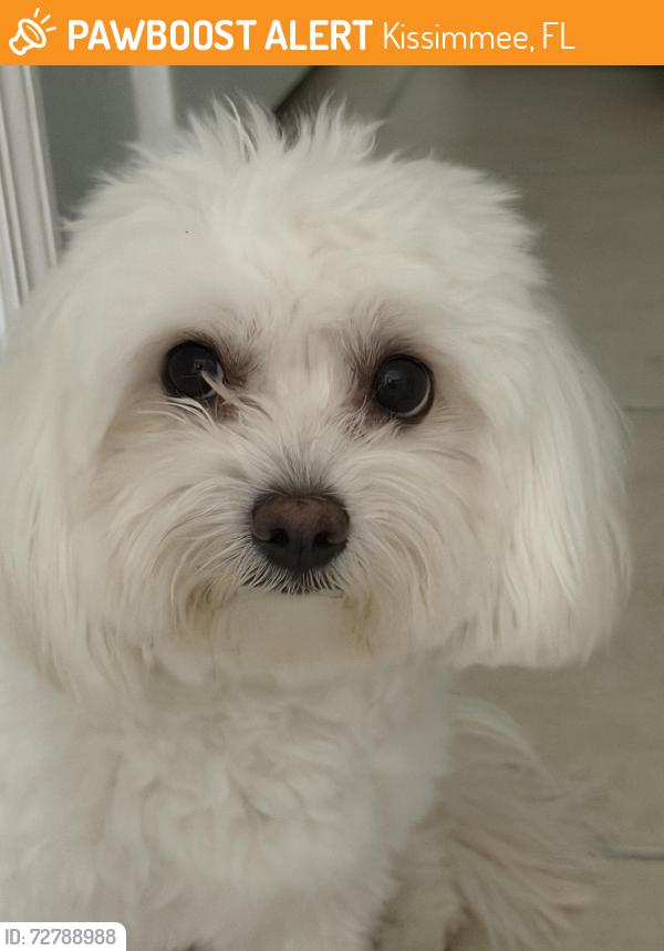 Found/Stray Male Dog last seen Cypress Shadow , Kissimmee, FL 34746