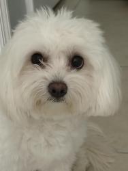 Found/Stray Male Dog last seen Cypress Shadow , Kissimmee, FL 34746