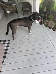 Found/Stray Unknown Dog last seen Elm Ave , Norwood, OH 45212