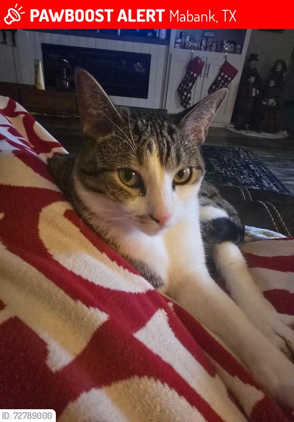 Lost Male Cat last seen Near Seminole loop , Mabank, TX 75156