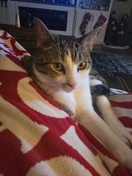Lost Male Cat last seen Near Seminole loop , Mabank, TX 75156