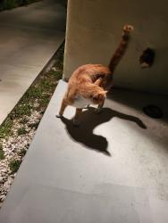 Found/Stray Male Cat last seen US Bank, Los Angeles, CA 91311