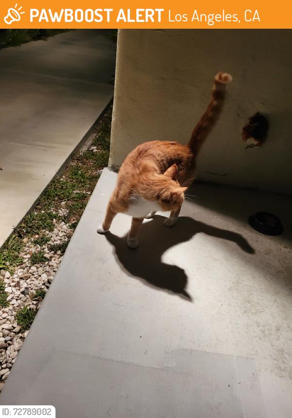 Found/Stray Male Cat last seen US Bank, Los Angeles, CA 91311