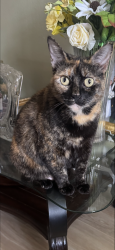 Lost Female Cat last seen Ocean view ECC college , San Diego, CA 92113