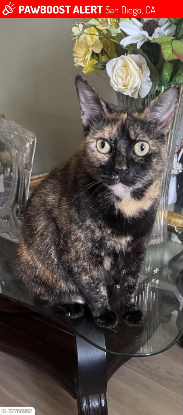Lost Female Cat last seen Ocean view ECC college , San Diego, CA 92113