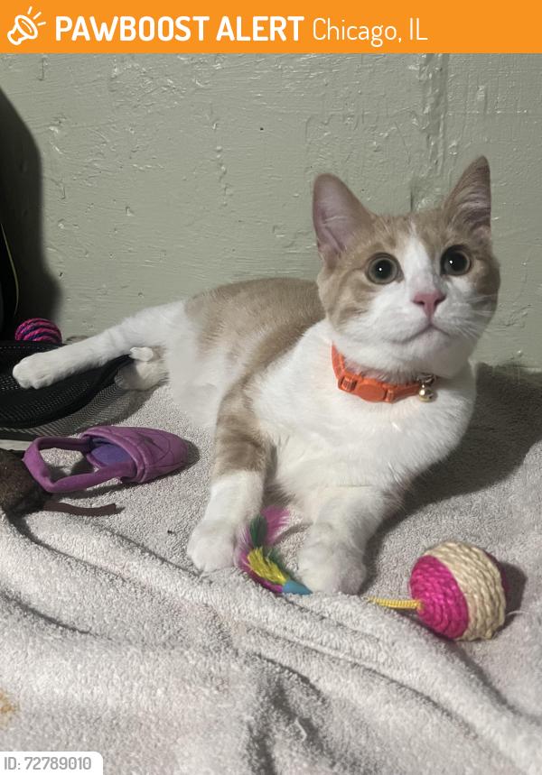Found/Stray Male Cat last seen Hamlin & 76th Place , Chicago, IL 60652