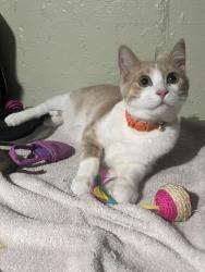 Found/Stray Male Cat last seen Hamlin & 76th Place , Chicago, IL 60652