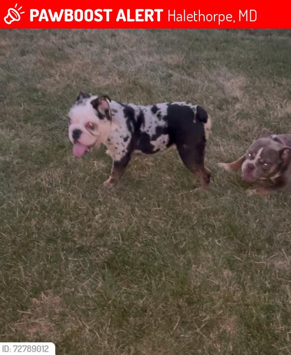 Lost Male Dog last seen Annapolis , Halethorpe, MD 21227