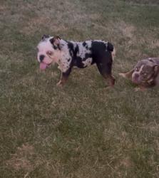 Lost Male Dog last seen Annapolis , Halethorpe, MD 21227