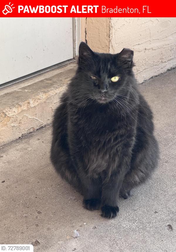 Lost Male Cat last seen Public storage Cortez , Bradenton, FL 34210