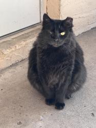 Lost Male Cat last seen Public storage Cortez , Bradenton, FL 34210