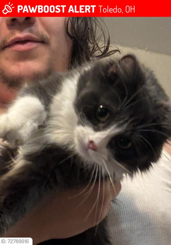 Lost Female Cat last seen Street across from plate 21, Toledo, OH 43614