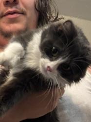 Lost Female Cat last seen Street across from plate 21, Toledo, OH 43614