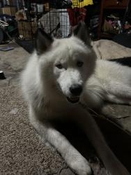 Lost Male Dog last seen Near Sagedowne Ln, Houston, TX 77089