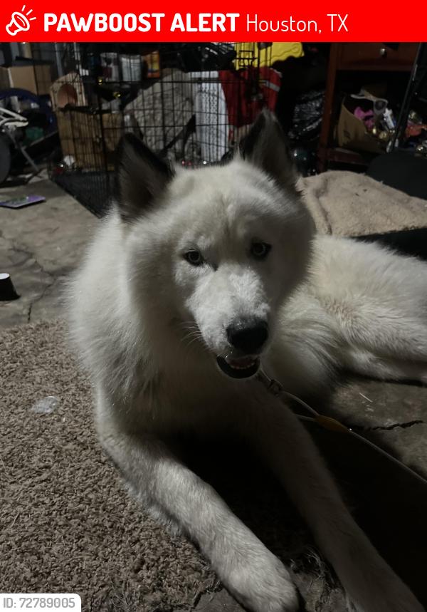 Lost Male Dog last seen Near Sagedowne Ln, Houston, TX 77089