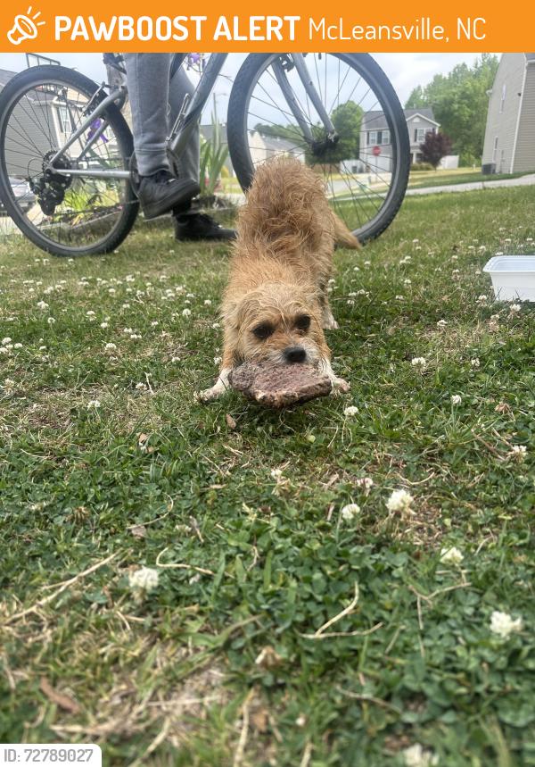 Found/Stray Female Dog last seen Mcleansville rd, McLeansville, NC 27301