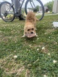 Found/Stray Female Dog last seen Mcleansville rd, McLeansville, NC 27301