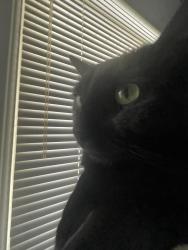 Lost Male Cat last seen Barbourmeade neighborhood , Louisville, KY 40242