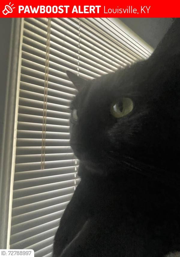 Lost Male Cat last seen Barbourmeade neighborhood , Louisville, KY 40242