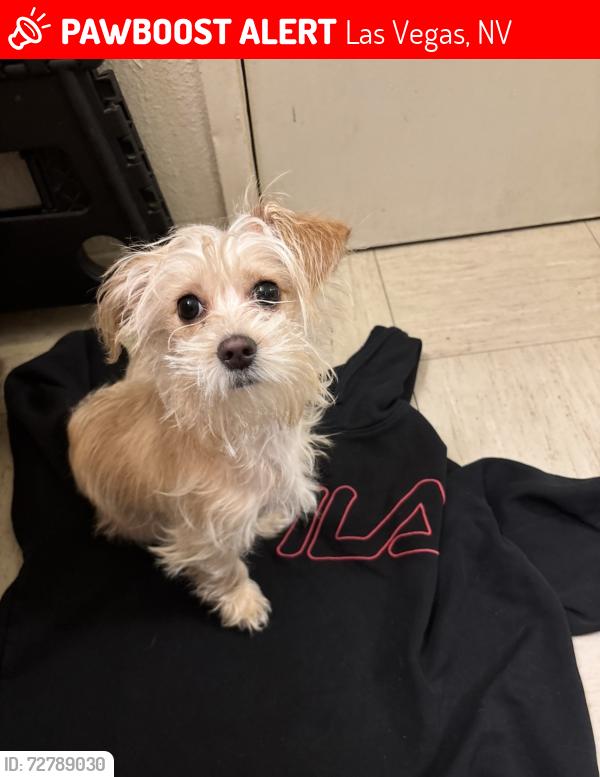 Lost Female Dog last seen MLK and bonanza , Las Vegas, NV 89106