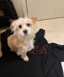 Lost Female Dog last seen MLK and bonanza , Las Vegas, NV 89106